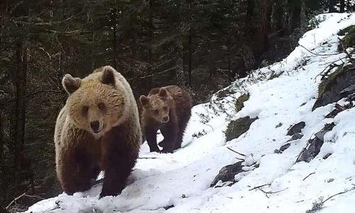 Non à l’effarouchement de l’ours dans les Pyrénées : agissez !