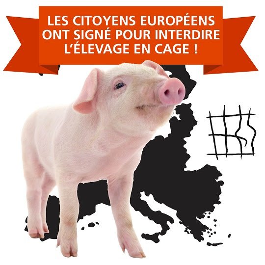 Victoire : plus de 1.5 millions de personnes se sont mobilisées pour interdire l’élevage en cage en Europe !
