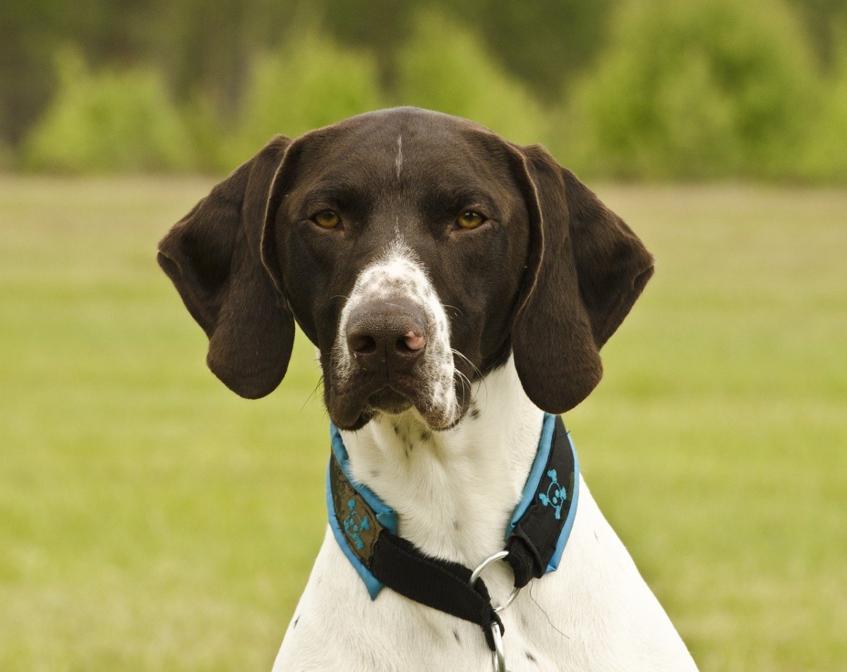 Billy Lavis Du Vétérinaire Choisir Son Chien