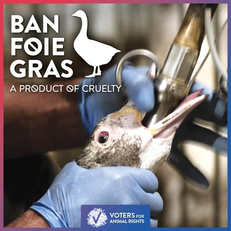 New-York : Comment l’interdiction du foie gras a-t-elle été obtenue dans la capitale gastronomique du pays ?