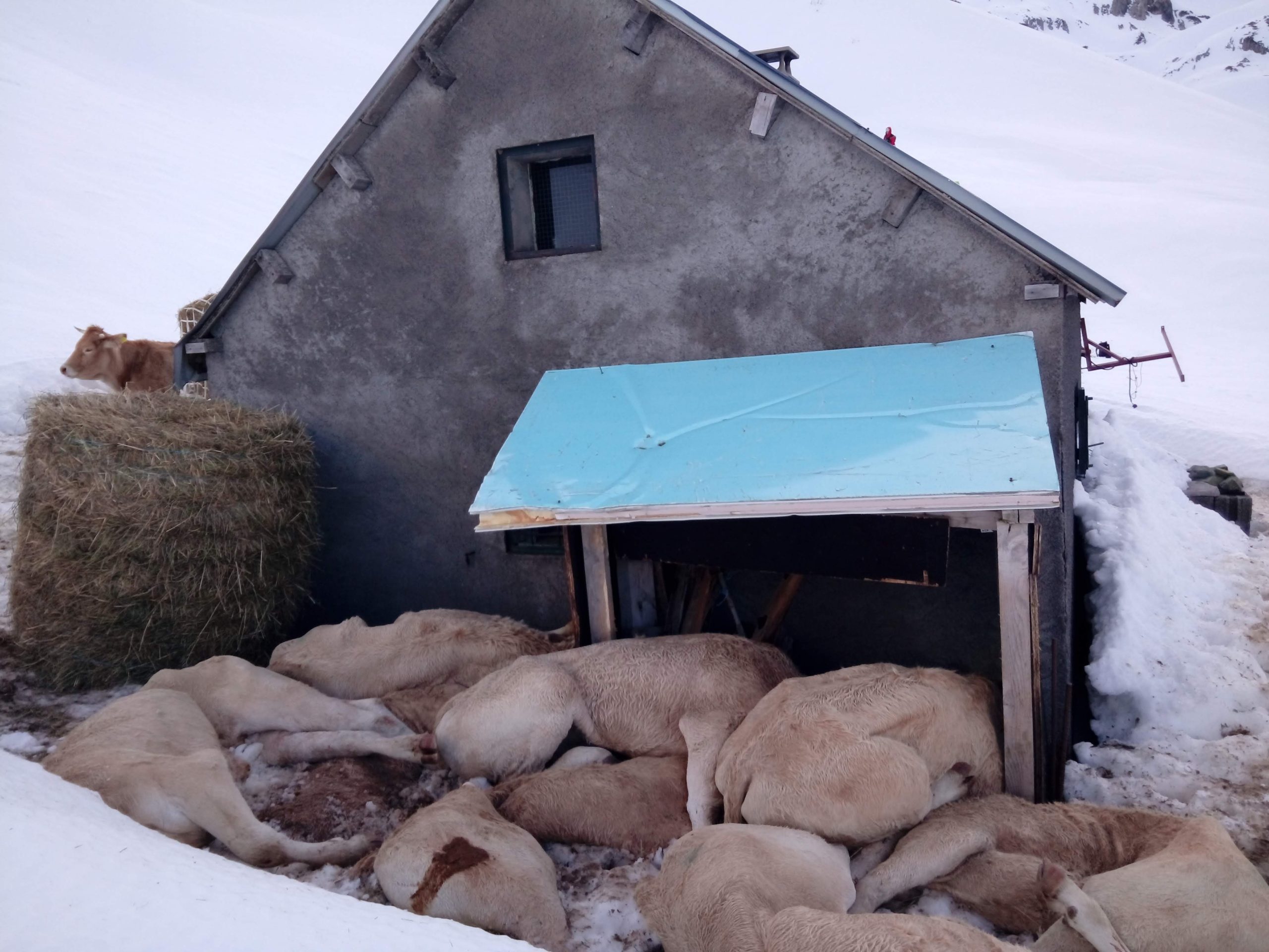 11 vaches mortes, abandonnées en montagne, sur la commune d’ACCOUS (64),  certaines sont encore sur place !