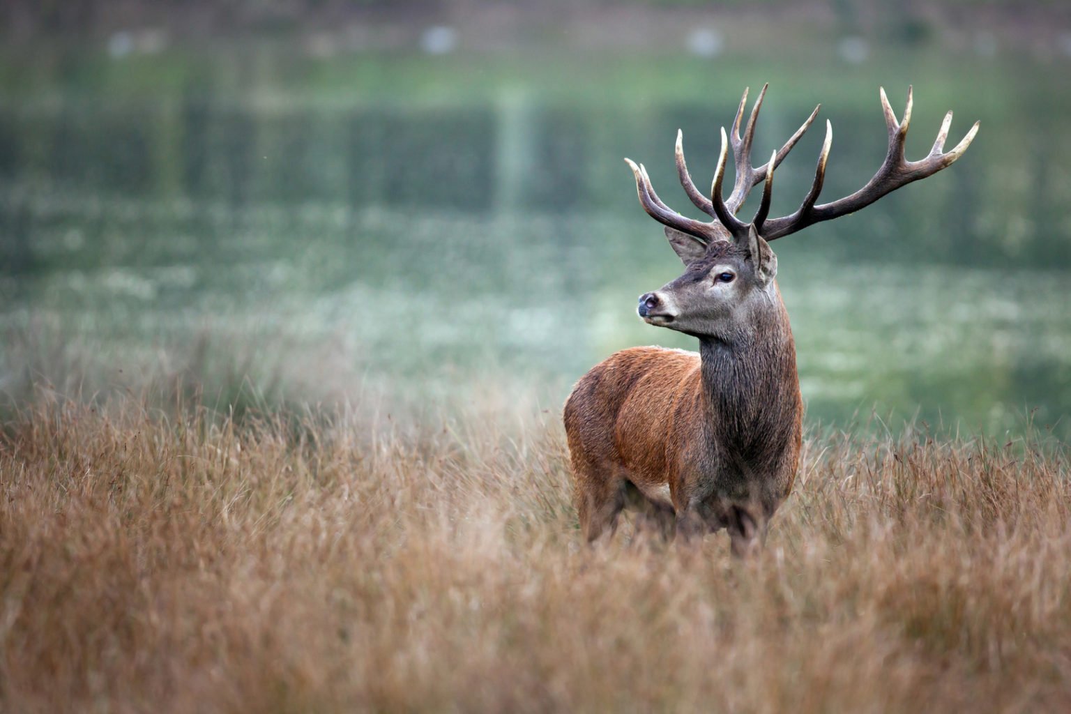 Faune sauvage
