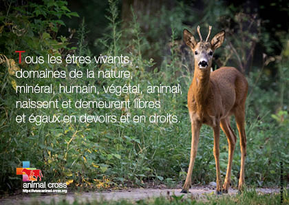 Les animaux sauvages protégés ont-ils encore le droit de vivre librement en France ?