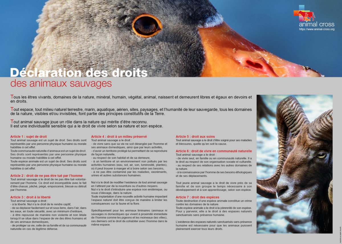 Nos animaux sont-il droitiers ou gauchers? 10% seraient ambidextres -  %sitename