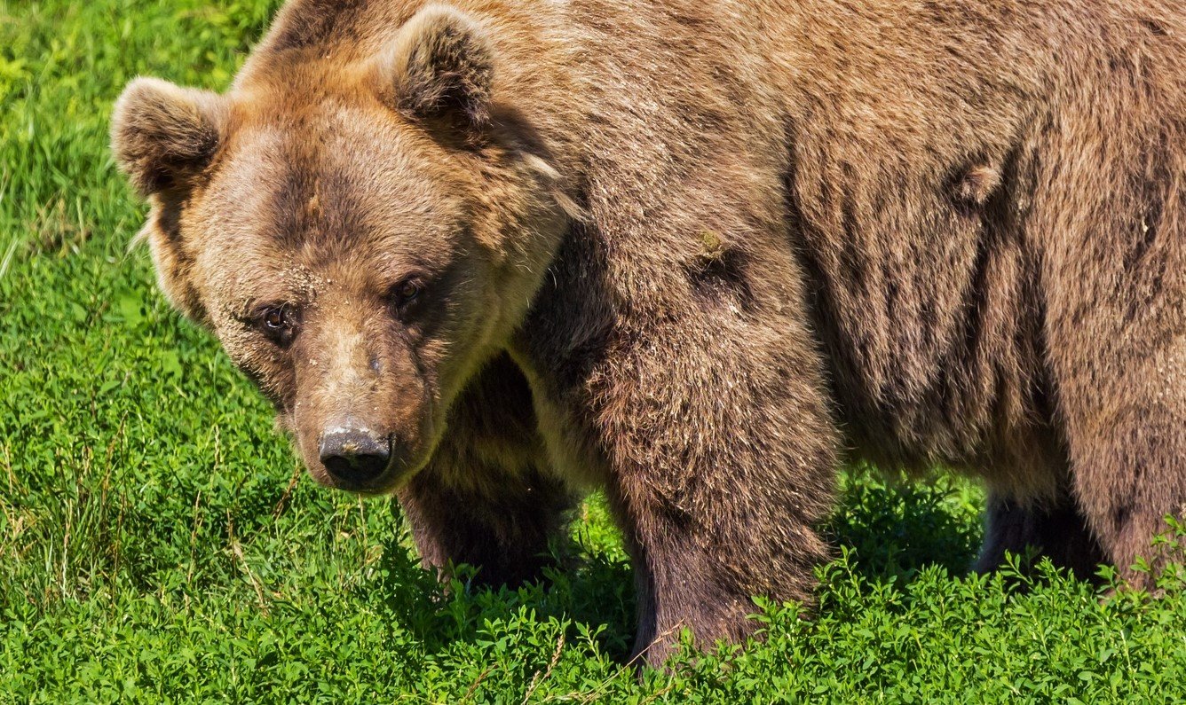 Répondez à la consultation publique concernant les mesures d’éffarouchement des ours avant le 21 mai