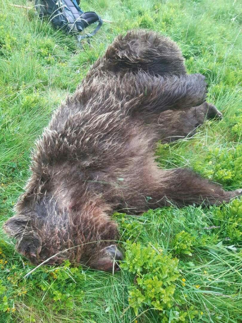 Manif pro-ours samedi 20 juin à Foix