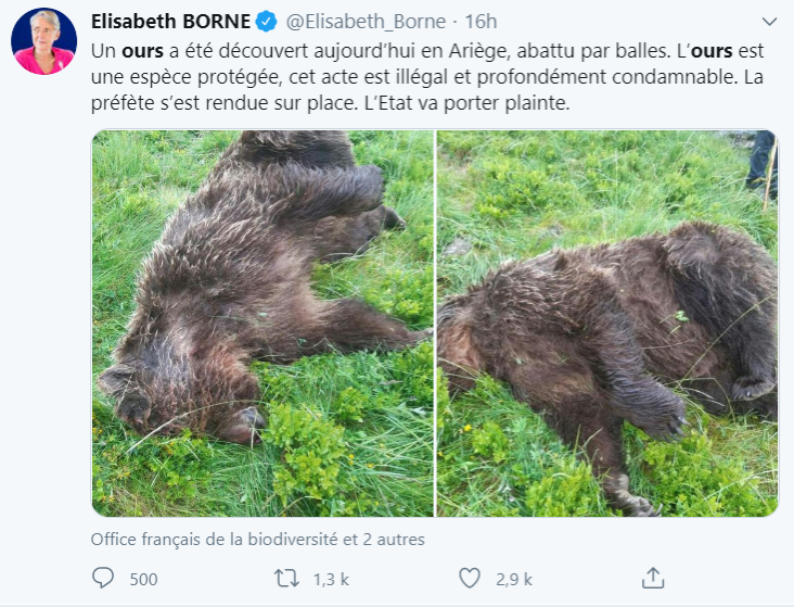 Mort d’un ours abattu par balle dans les Pyrénées