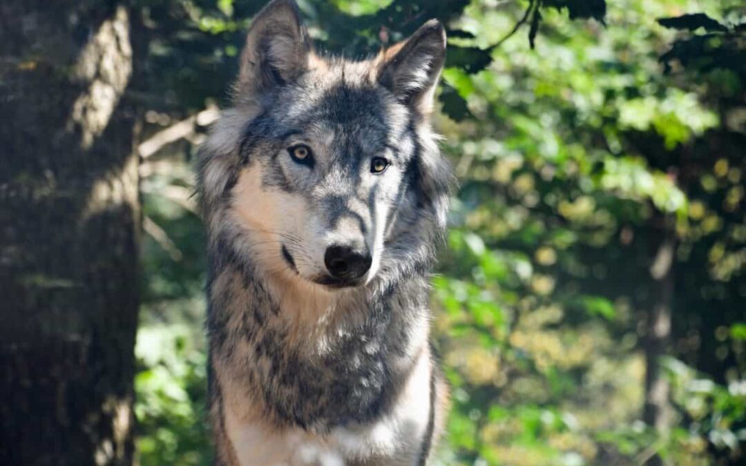 CP : Troupeaux de montagne peu protégés : c’est le loup qui trinque !