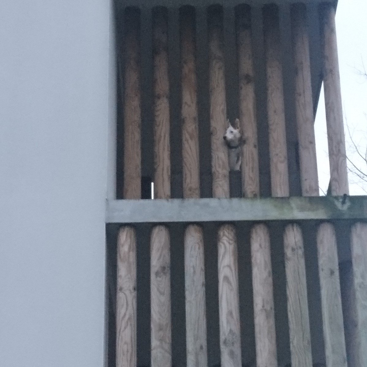Olia, jeune chienne délivrée de son balcon