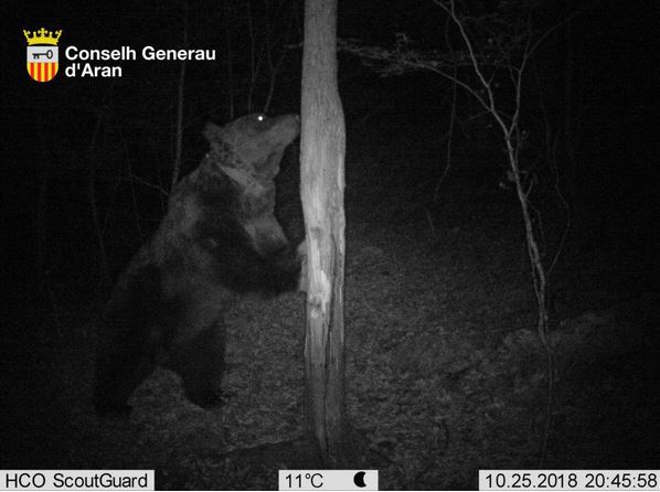 Hautes-Pyrénées : A la demande des associations, le Préfet renonce à l’effarouchement de l’ours Goiat