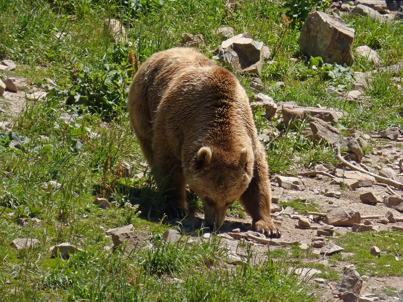 Mobilisons-nous pour les Ours des Pyrénées en répondant à 2 consultations publiques