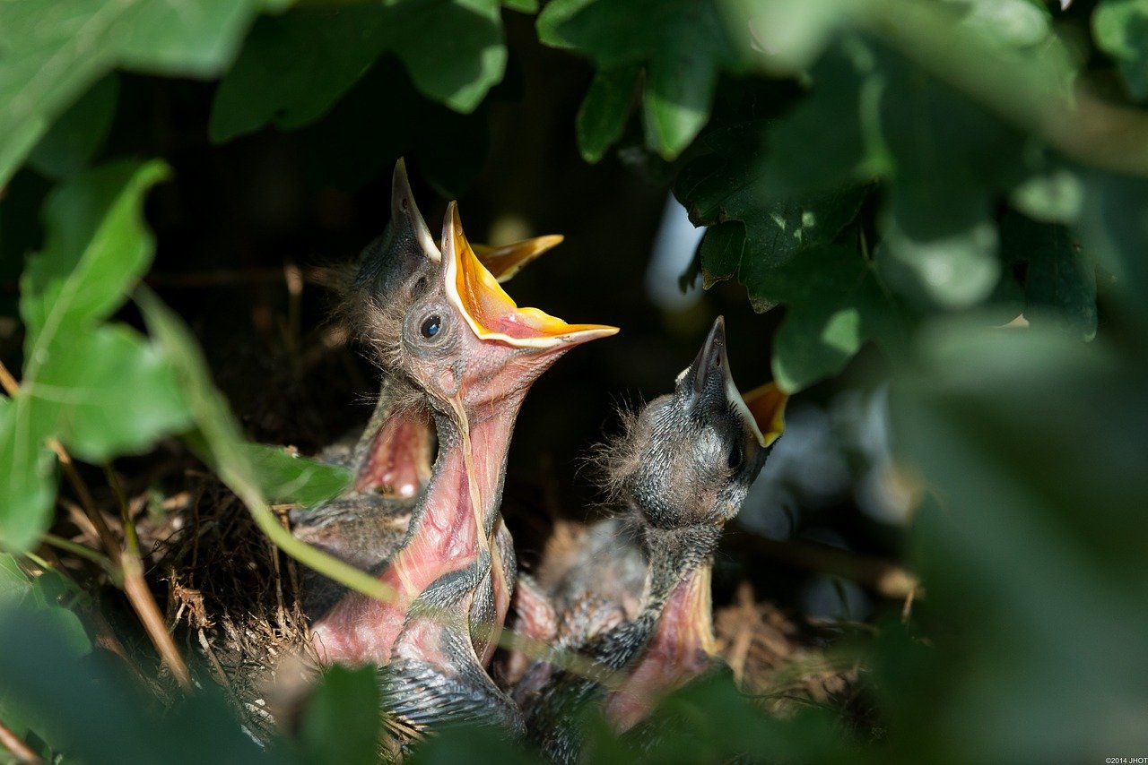 Taille de printemps et nidification : stop au massacre des oiseaux