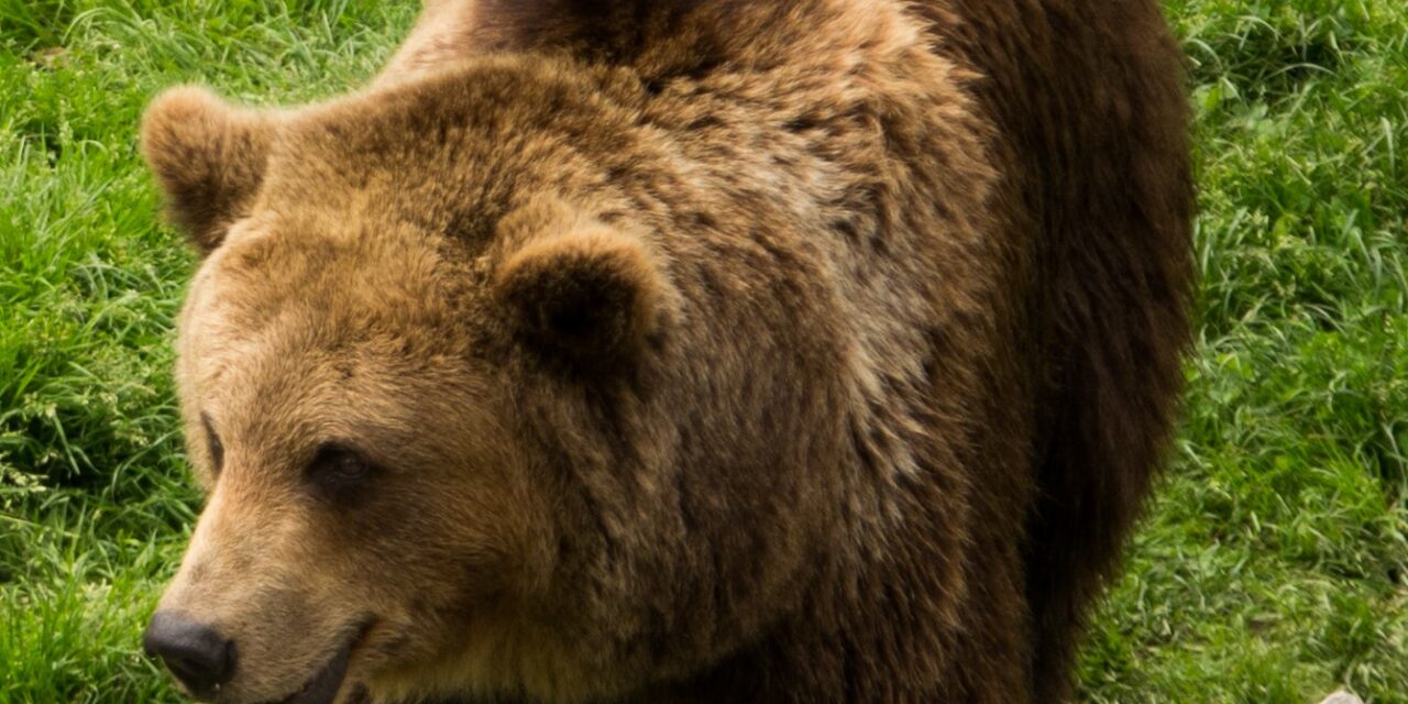  Appel à s’exprimer contre la capture de l’ours Goiat