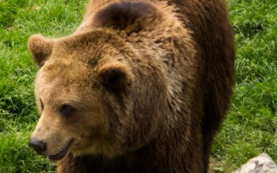  Appel à s’exprimer contre la capture de l’ours Goiat