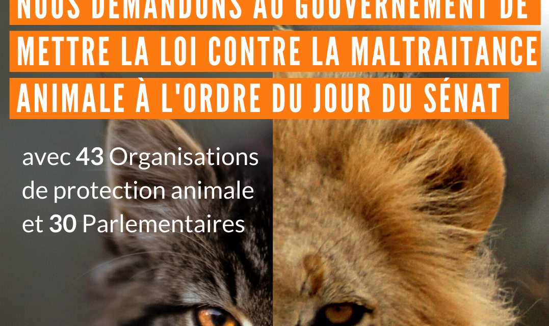 Maltraitance animale : l’appel de 30 parlementaires et 43 ONG pour que le texte soit débattu au Sénat