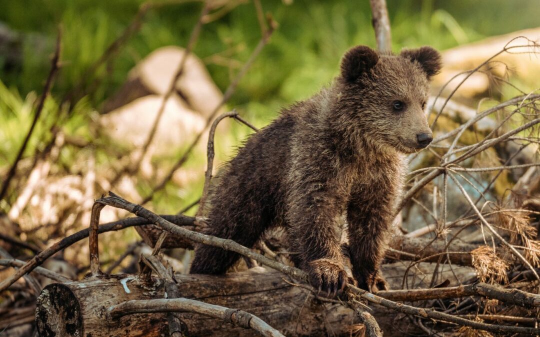 Enfin des naissances d’oursons dans le Béarn !