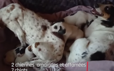 11 chiens sauvés d’une vie misérable !