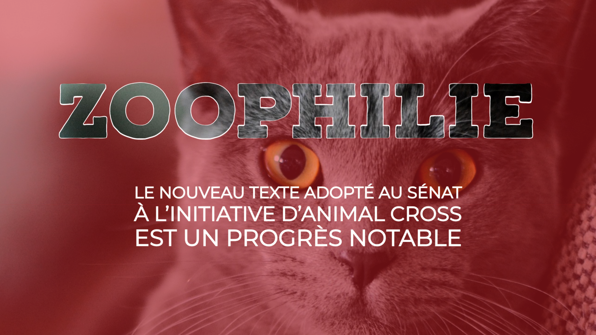 Zoophilie : le nouveau texte adopté au Sénat à l’initiative d’Animal Cross est un progrès notable