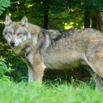 Consultation publique : Non à l’assouplissement des règles de protection des espèces