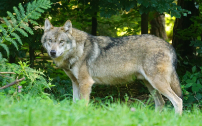 Consultation publique : Non à l’assouplissement des règles de protection des espèces