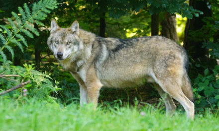 Consultation publique : Non à l’assouplissement des règles de protection des espèces