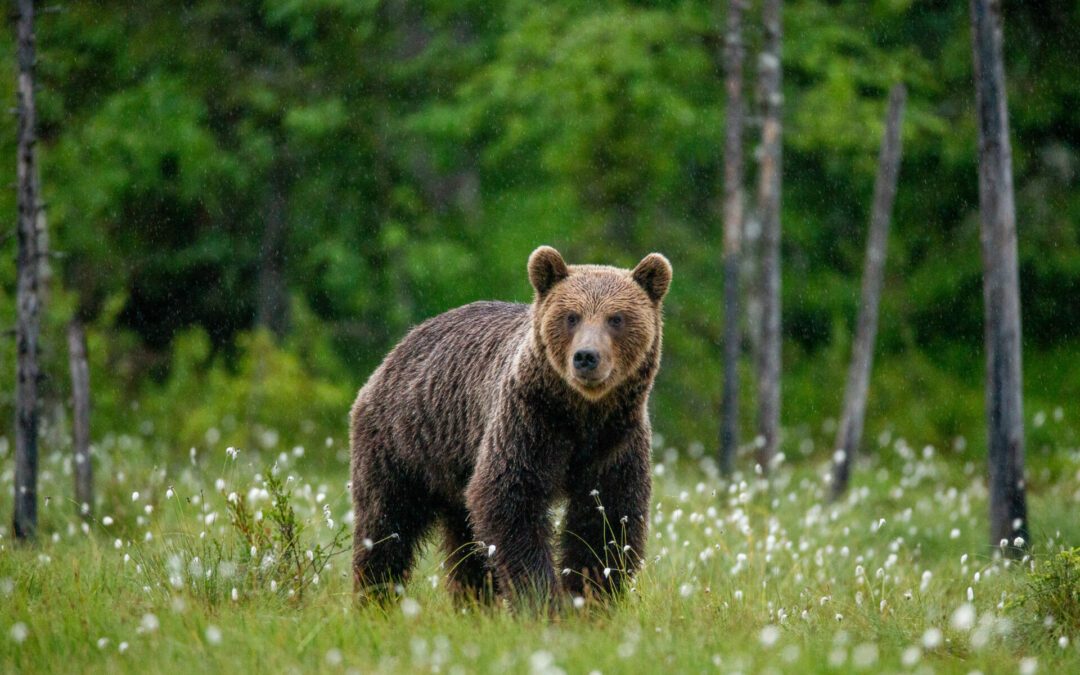 CP Cap Ours : Où va le groupe Pastoralisme et Ours ?