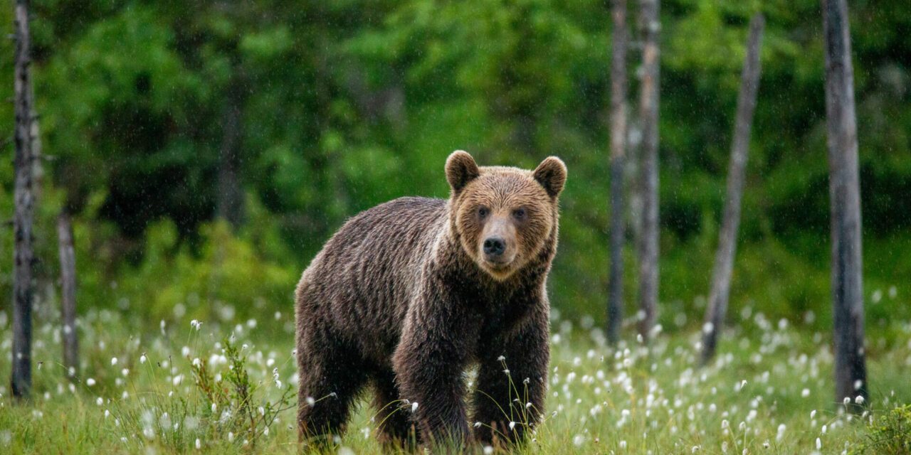 Pyrénées : Nouveau revers juridique pour l’Etat, l’autorisation d’effarouchement de l’ours Goiat est annulée