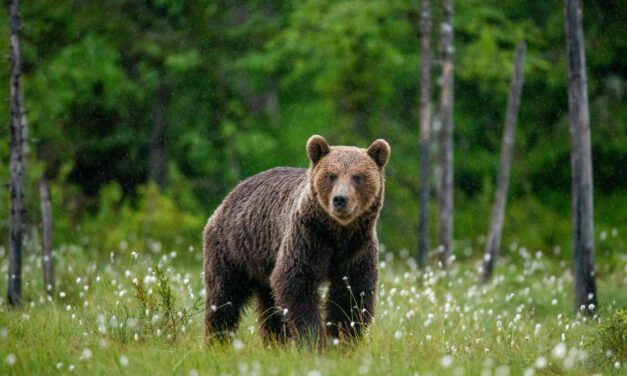 Baisse des dégâts attribués à l’ours en 2021