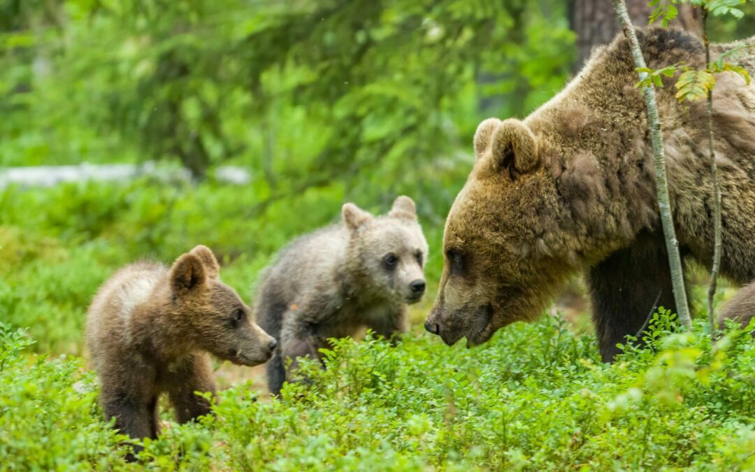 Mort d’une ourse dans les Pyrénées :  Infractions à la loi et imprudences à l’origine des blessures du chasseur et de la destruction d’une ourse, espèce protégée