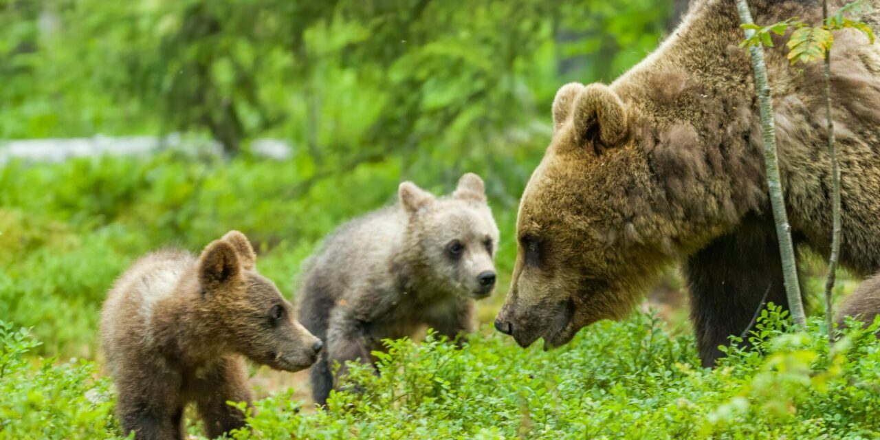 Mort d’une ourse dans les Pyrénées :  Infractions à la loi et imprudences à l’origine des blessures du chasseur et de la destruction d’une ourse, espèce protégée