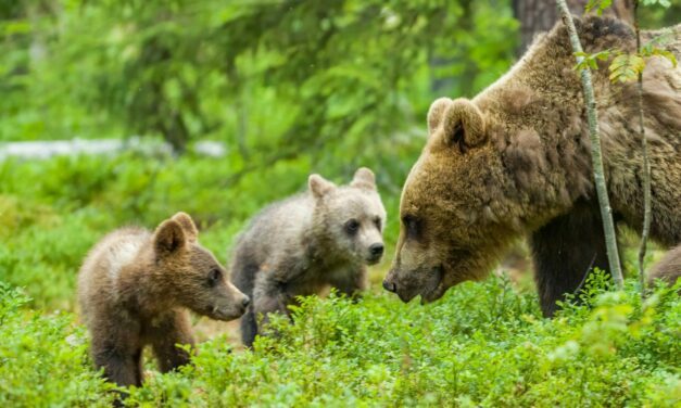 Une ourse tuée lors d’une battue en Ariège