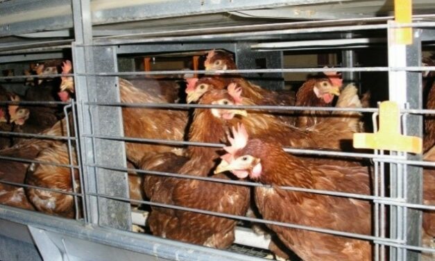 Élevage : 9 ONG, dont Animal Cross, attaquent en justice le gouvernement qui s’obstine à maintenir les poules pondeuses en cages