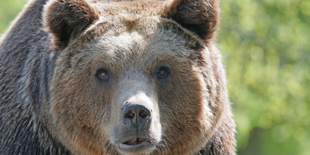 Encore un ours blessé : la protection et la conservation du plantigrade doivent revenir au premier plan