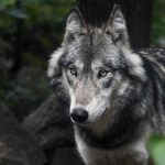 Rhône-Alpes : l’argent public coule à flot en faveur des opposants au loup