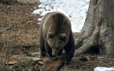 Pyrénées : le Conseil d’Etat déclare une nouvelle fois l’effarouchement des ours illégal