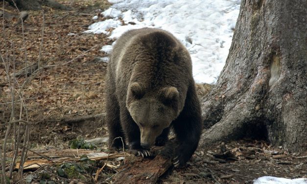 Pyrénées : le Conseil d’Etat déclare une nouvelle fois l’effarouchement des ours illégal