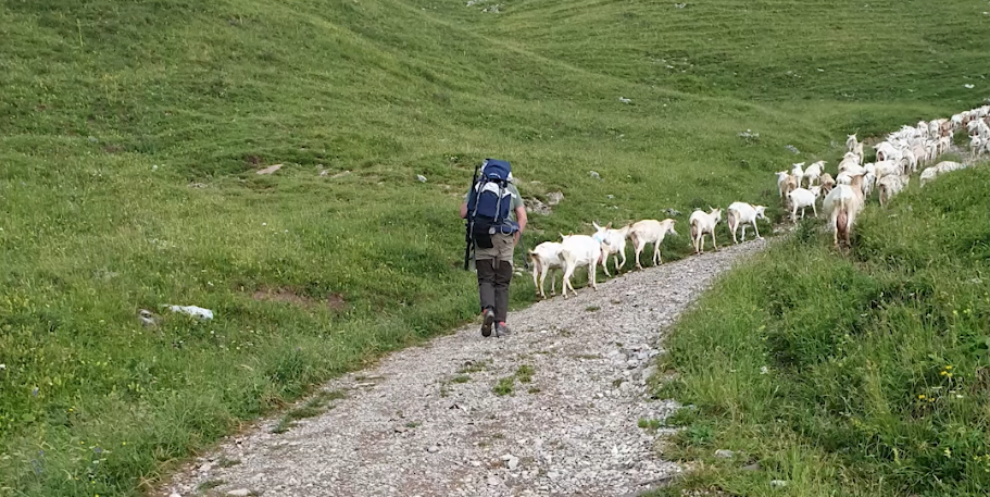 Arrêté de tir renforcé de loups à Novel (74) :  un lieutenant de louveterie pris en flagrant délit !