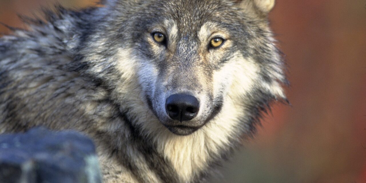 Des fonds dédiés au suivi biologique des loups détournés dans le but de les tuer