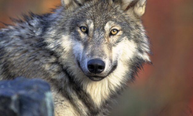 Des fonds dédiés au suivi biologique des loups détournés dans le but de les tuer