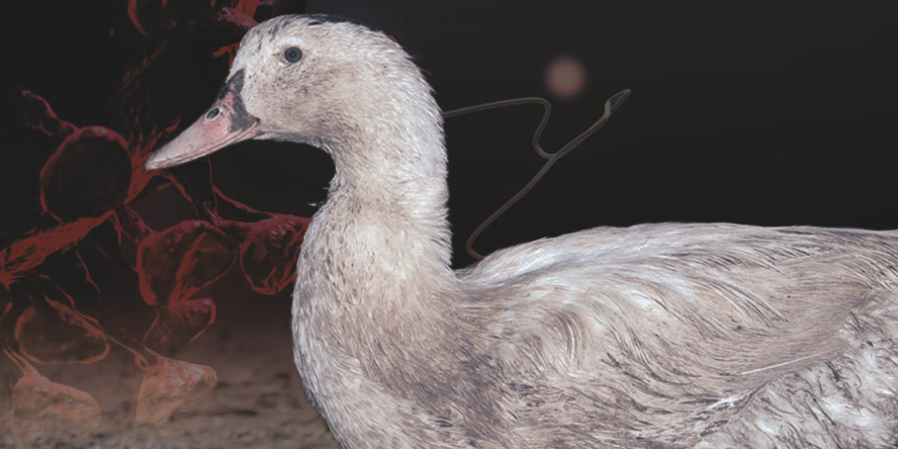 Et si la consommation de foie gras était à l’origine de la prochaine pandémie ?