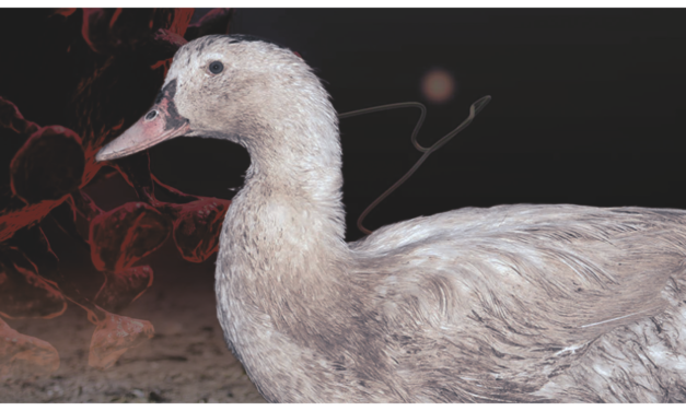 Et si la consommation de foie gras était à l’origine de la prochaine pandémie ?