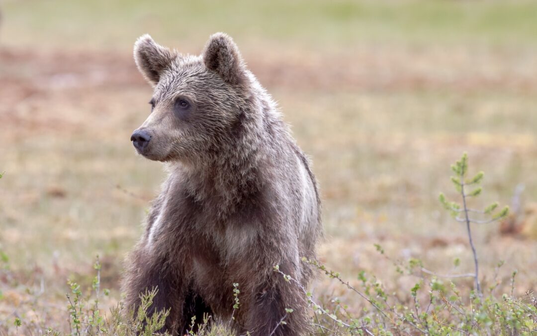 CP : Cap Ours dénonce la création d’une “Cellule Parallèle Ours”