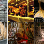 Animal Cross et d’autres associations publient une tribune dans Le Monde : « Une transition vers l’élevage sans cage doit être une priorité pour la France ! »