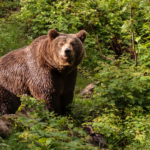 76 ours recensés dans les Pyrénées en 2022 !