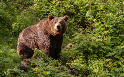 76 ours recensés dans les Pyrénées en 2022 !