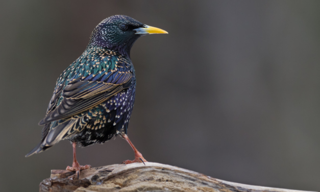 Quelle est la répartition des ESOD en France ?