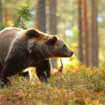 Consultation publique : dites NON à l’effarouchement de l’ours dans les Pyrénées