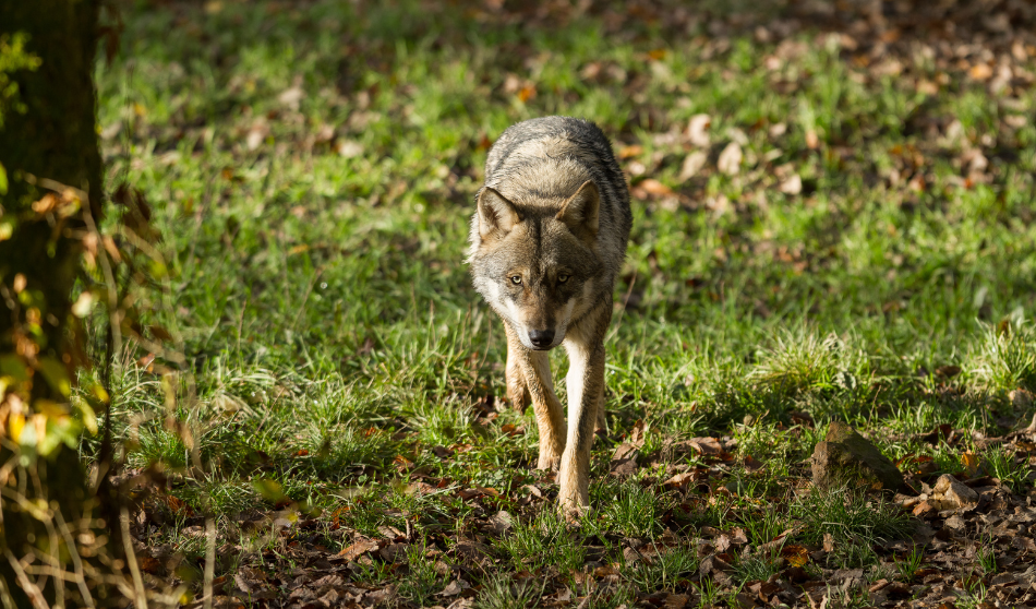 “Éleveurs ou loup : le Gouvernement doit choisir” – nos associations répondent NON !