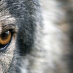 Les ONGs quittent le Groupe National Loup