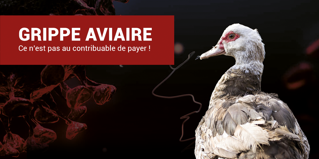 La filière foie gras doit assumer ses responsabilités dans la grippe aviaire